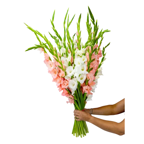 kytice gladiol